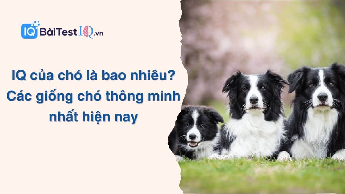 IQ của chó