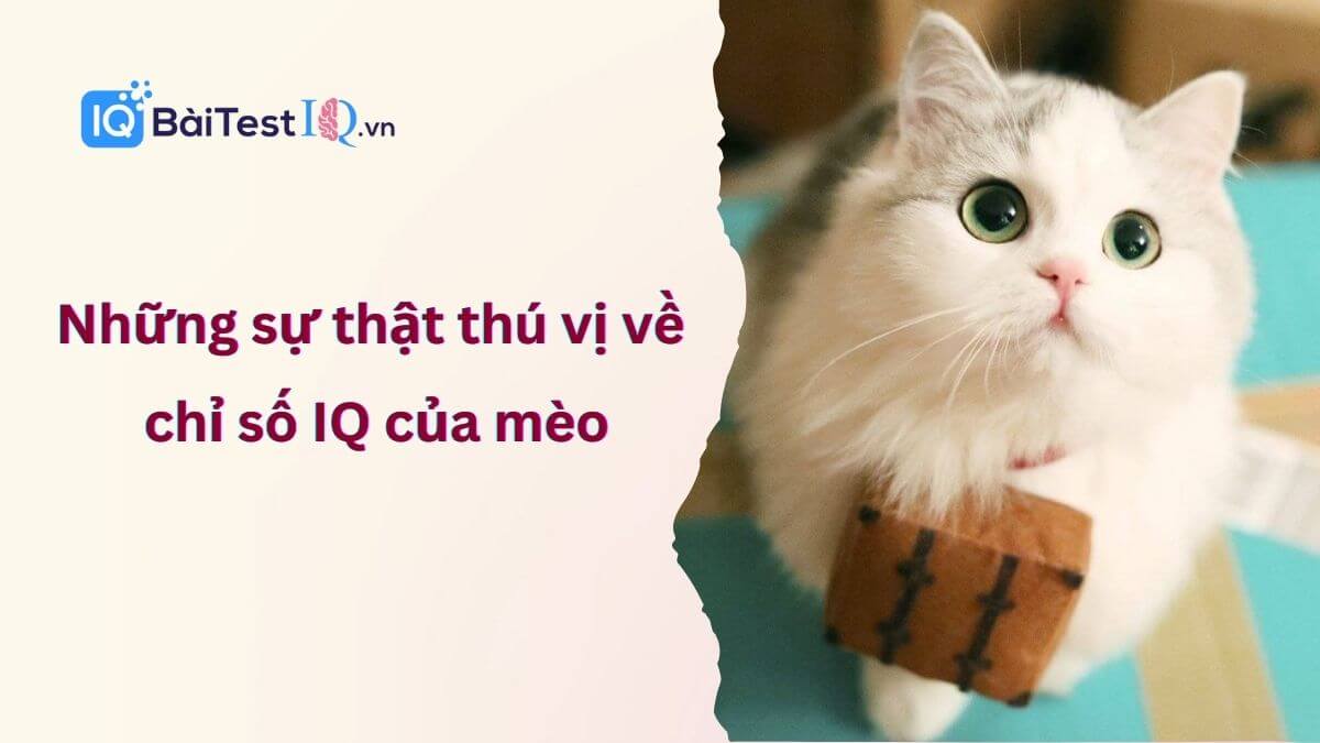 Chỉ số IQ của mèo